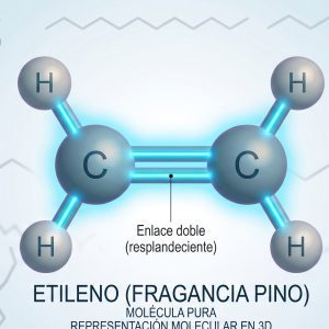 Fragancias (Pino)
